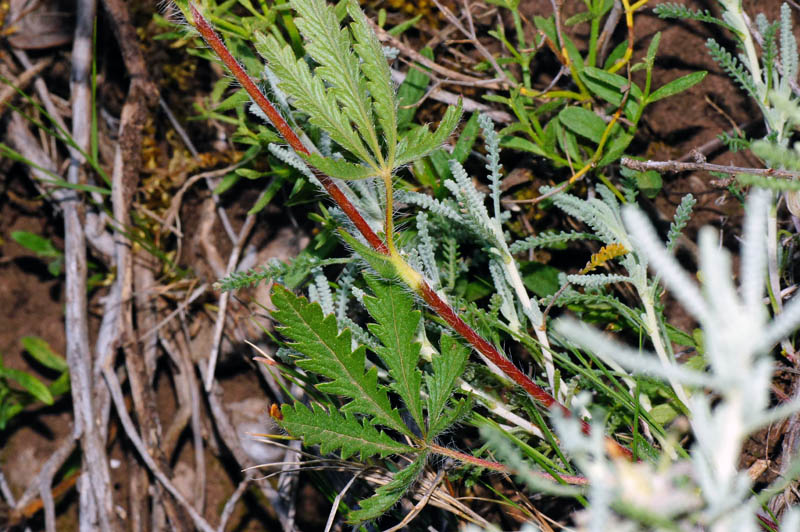 Potentilla recta